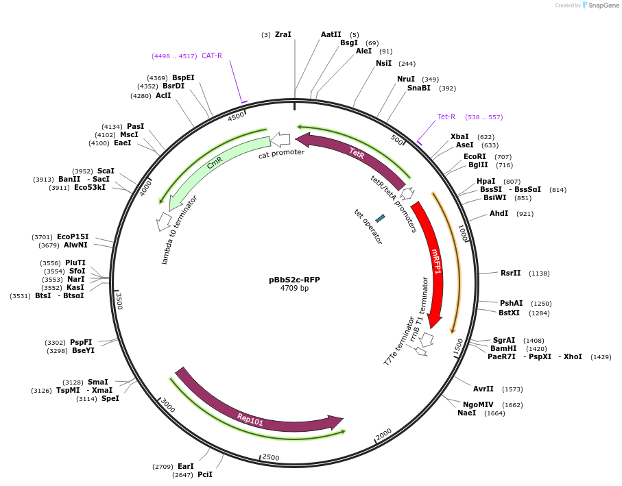 35329-plasmid-map-sequence-id-42996