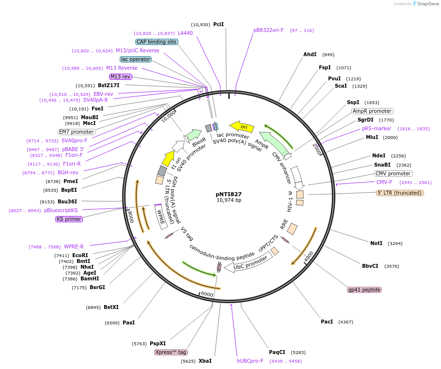 216635-plasmid-map-sequence-id-429980