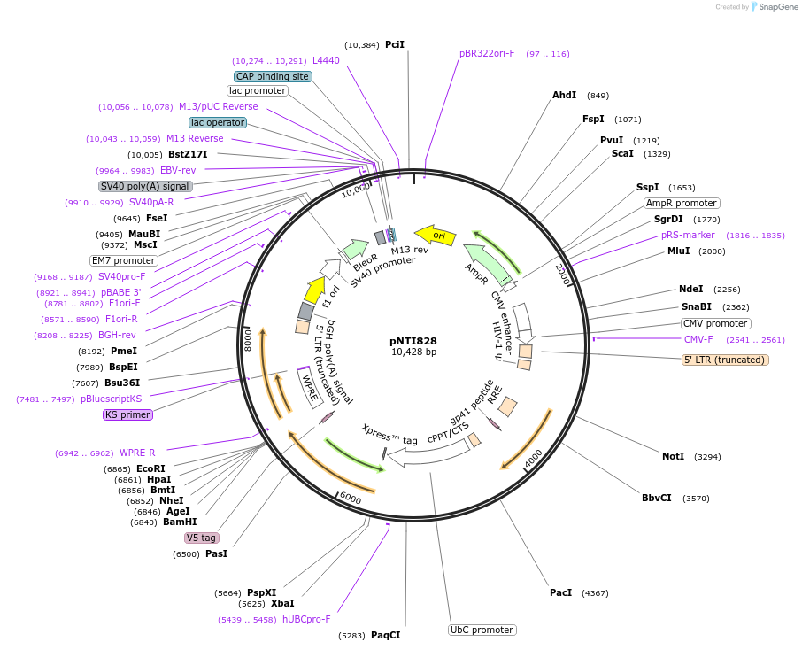 216636-plasmid-map-sequence-id-429981