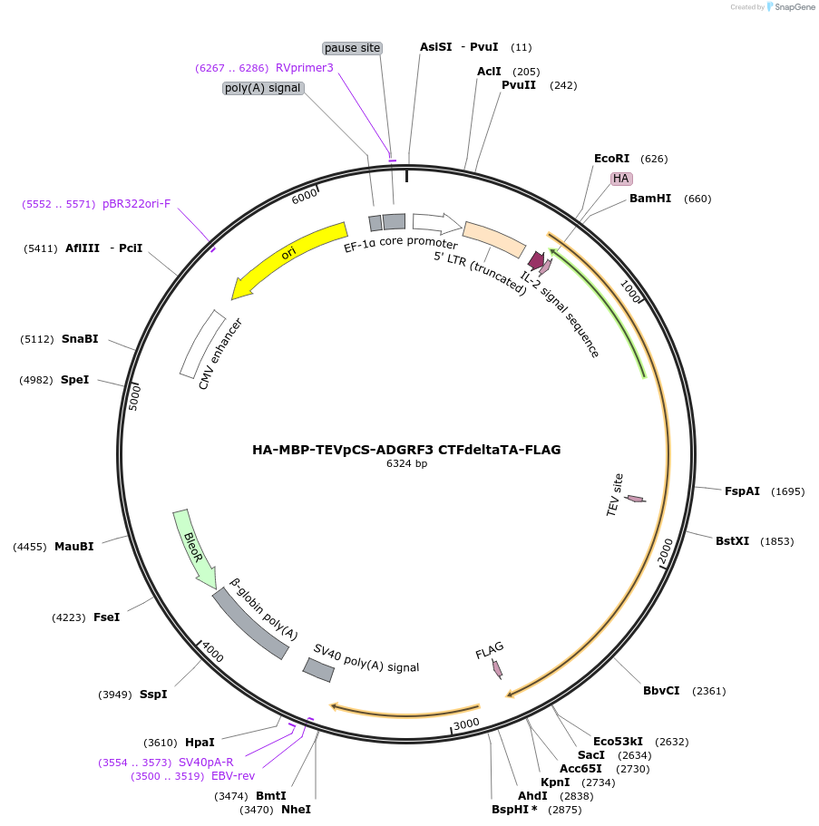 217729-plasmid-map-sequence-id-430001