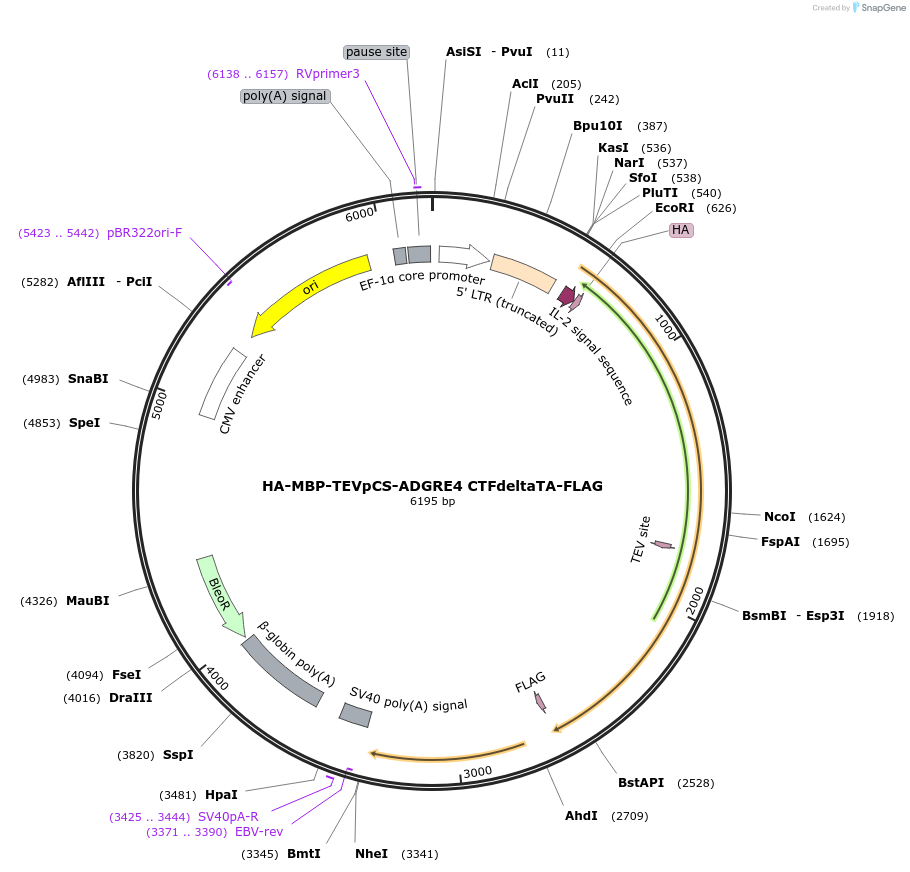 217725-plasmid-map-sequence-id-430004