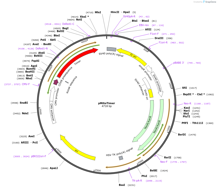 52659-plasmid-map-sequence-id-430007