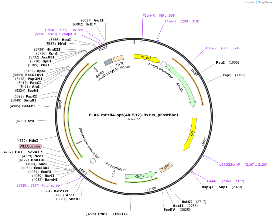 216378-plasmid-map-sequence-id-430008