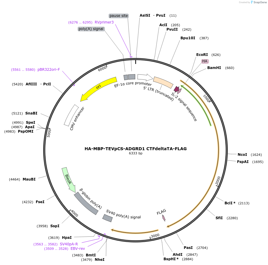 217720-plasmid-map-sequence-id-430009