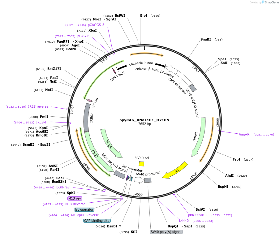 111904-plasmid-map-sequence-id-430010