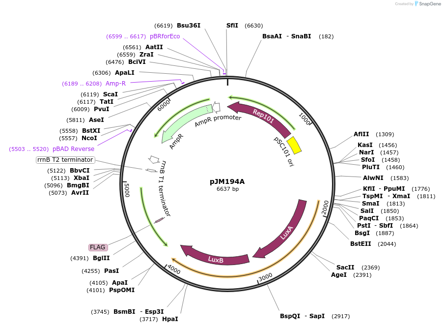 218124-plasmid-map-sequence-id-430019