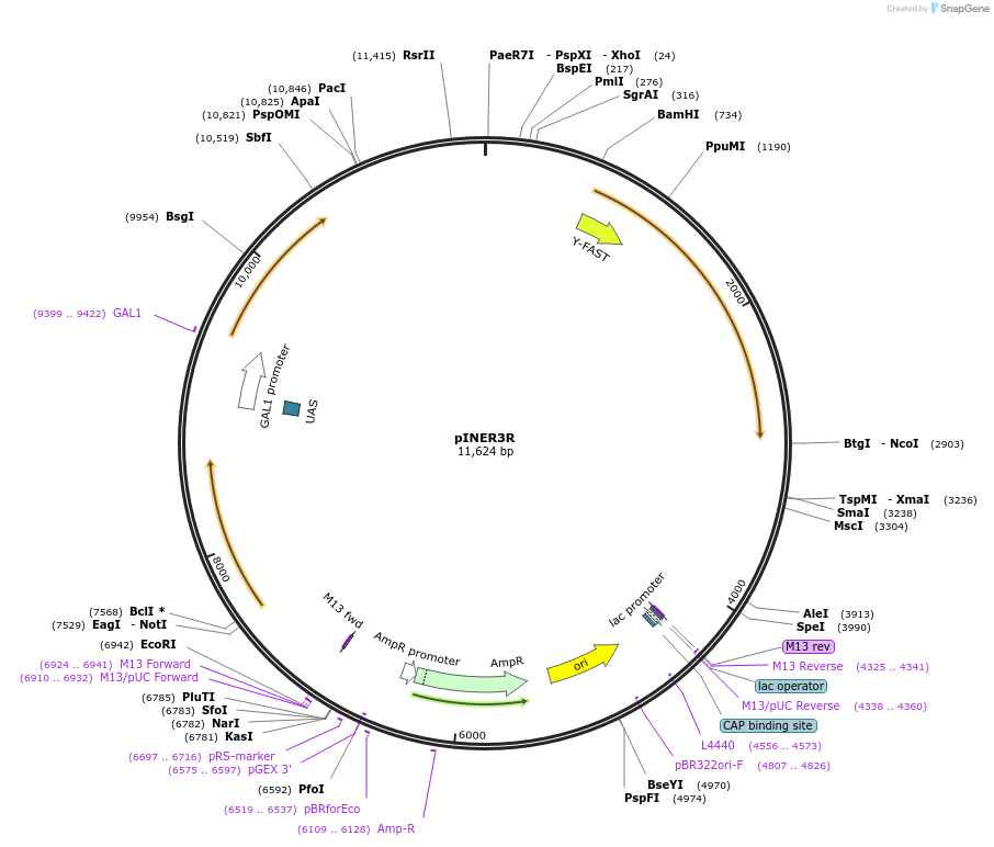 185883-plasmid-map-sequence-id-430023