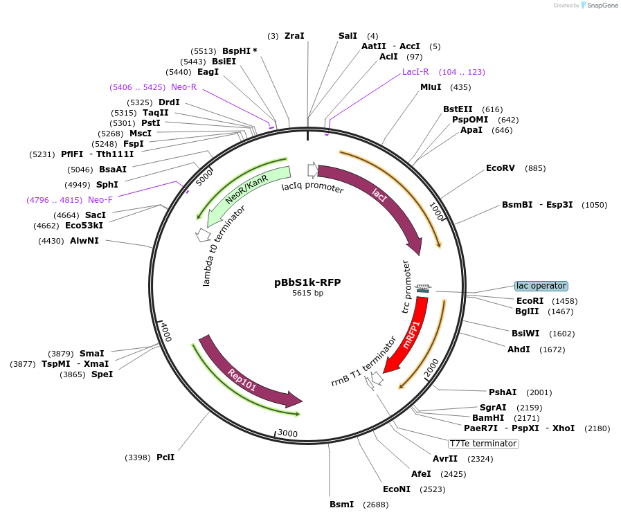 35339-plasmid-map-sequence-id-43006