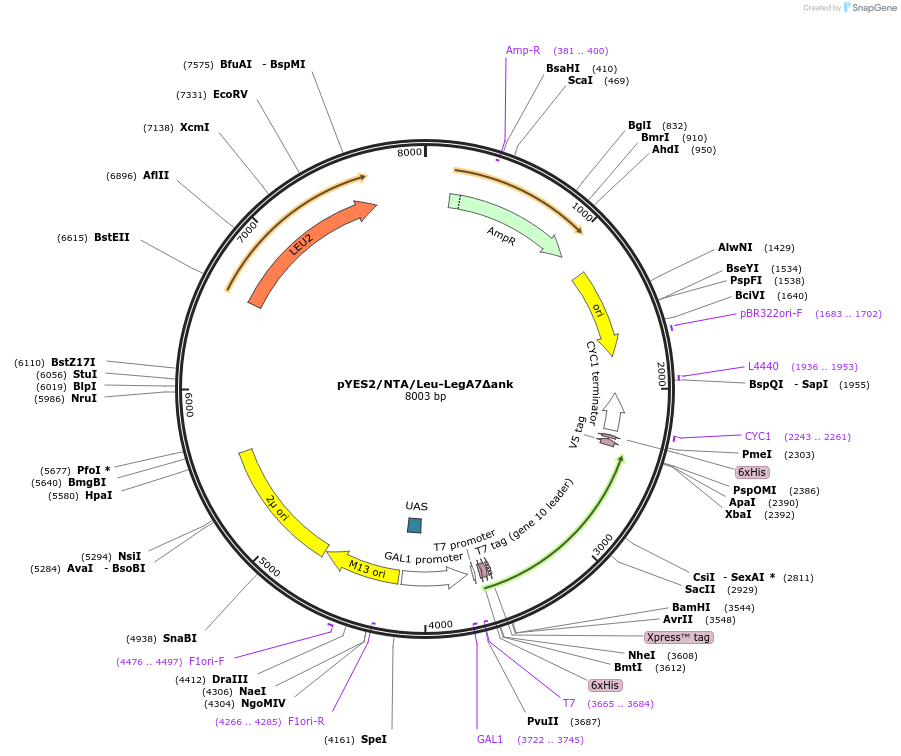 216519-plasmid-map-sequence-id-430063
