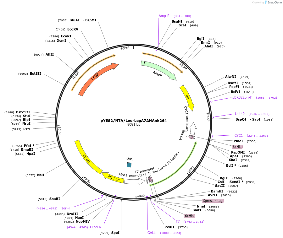 216521-plasmid-map-sequence-id-430065