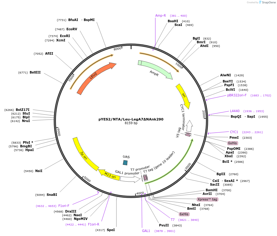 216522-plasmid-map-sequence-id-430066