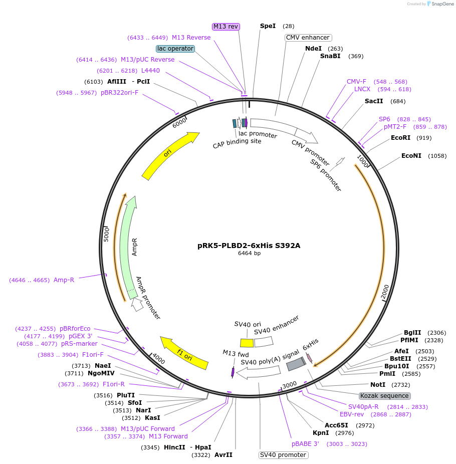 213607-plasmid-map-sequence-id-430067