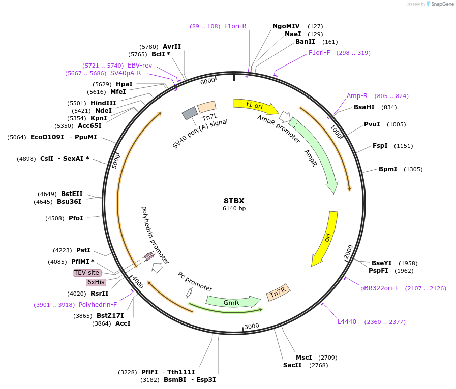 218228-plasmid-map-sequence-id-430075