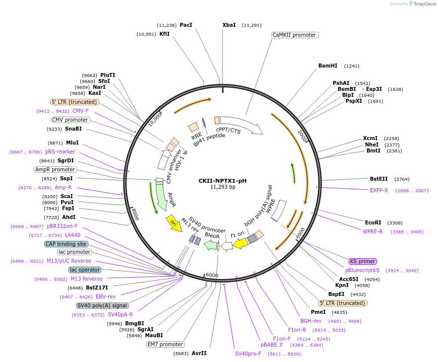 217974-plasmid-map-sequence-id-430086