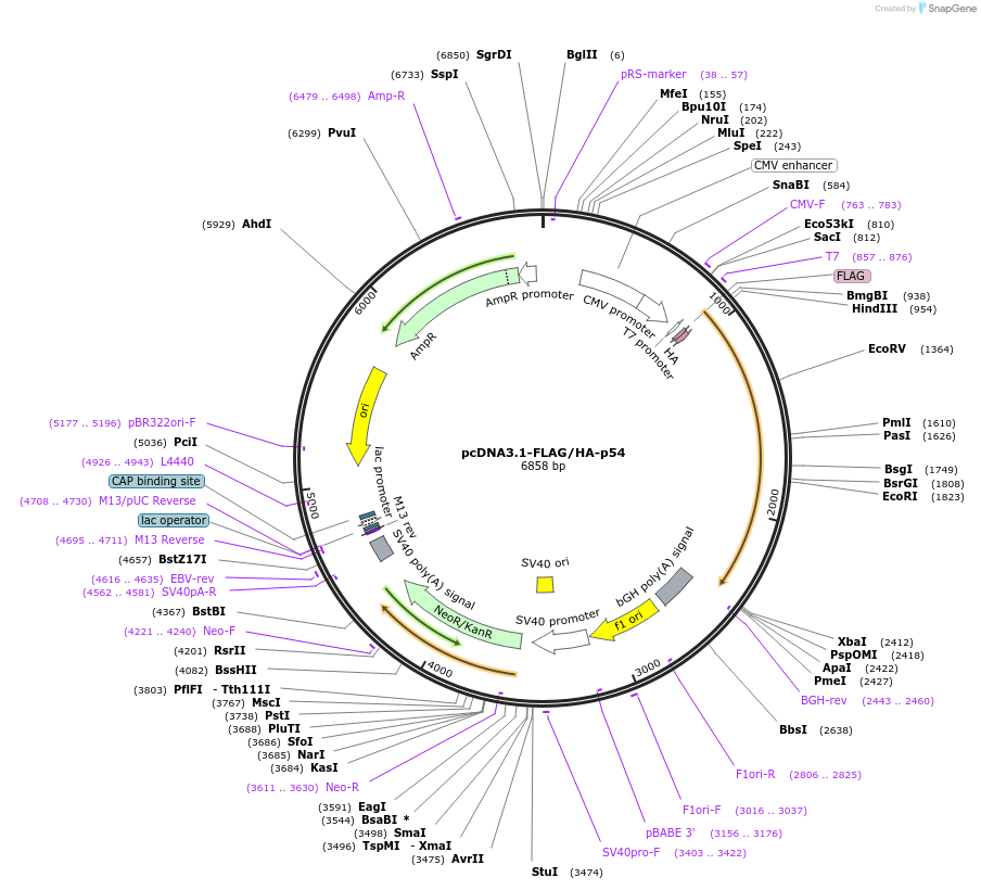 215844-plasmid-map-sequence-id-430090