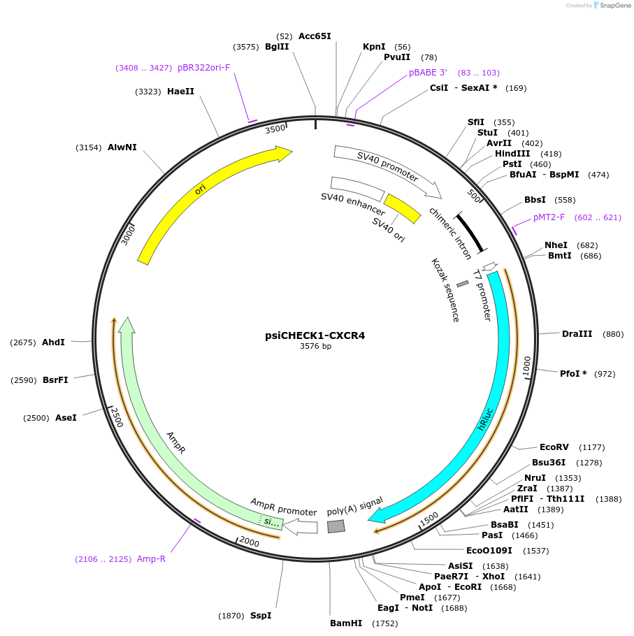 215845-plasmid-map-sequence-id-430093