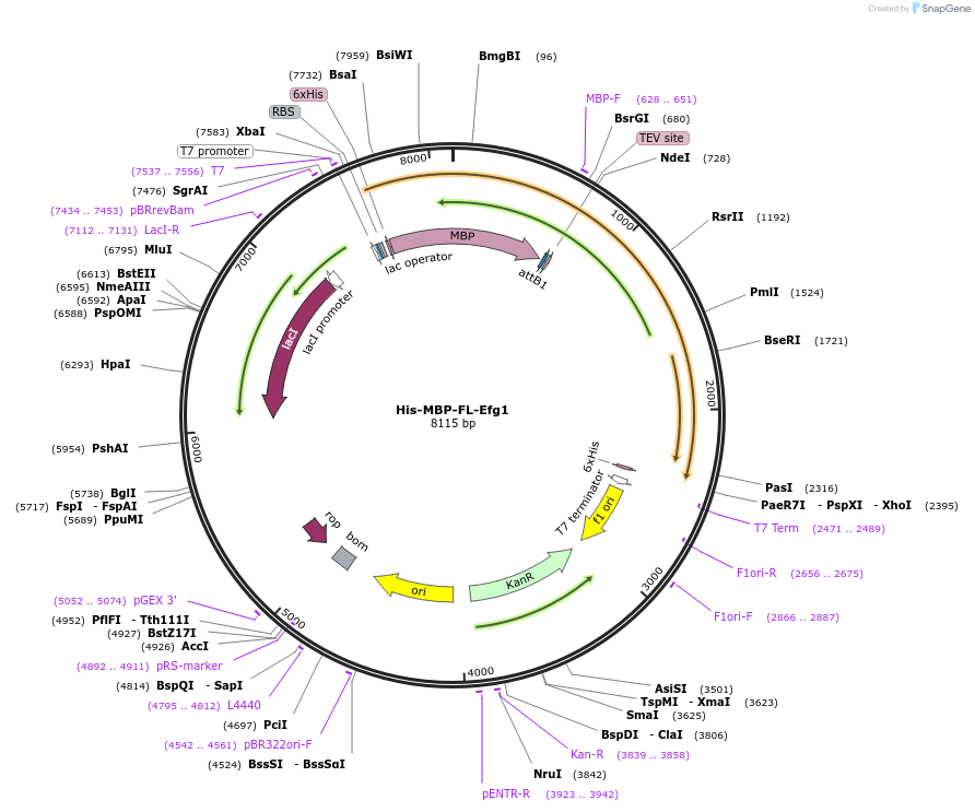 216395-plasmid-map-sequence-id-430095