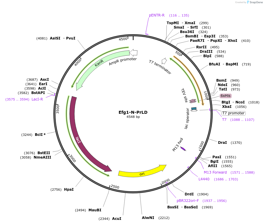 216397-plasmid-map-sequence-id-430097