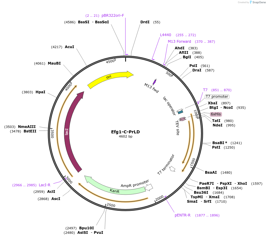 216398-plasmid-map-sequence-id-430099