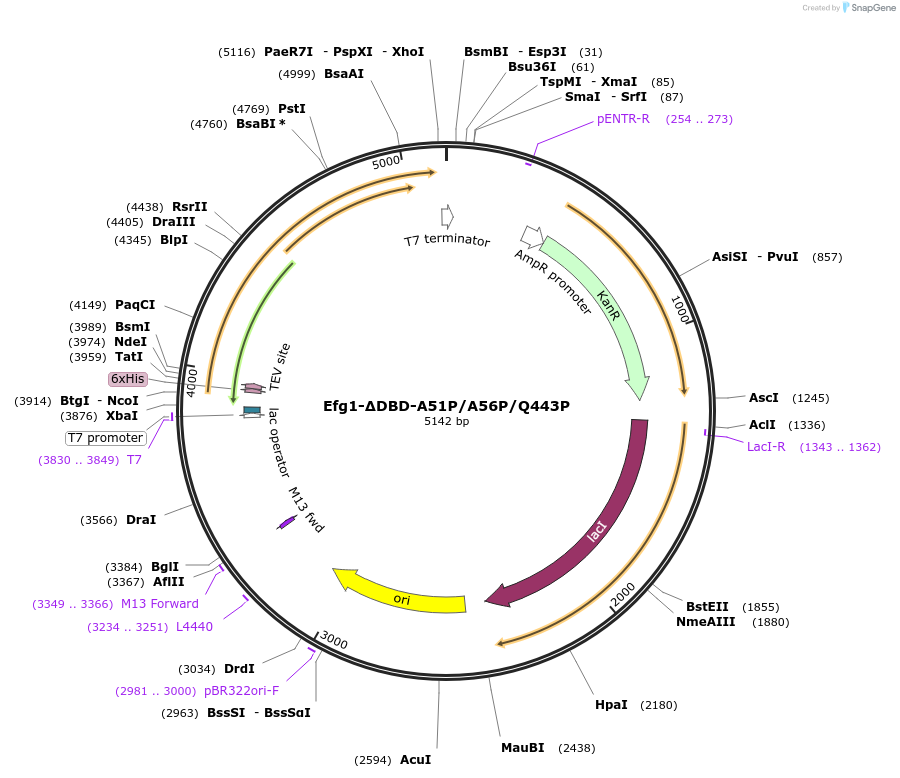 216402-plasmid-map-sequence-id-430103