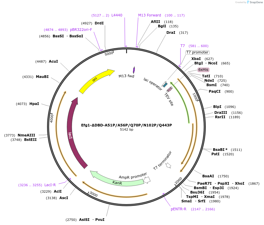 216404-plasmid-map-sequence-id-430105