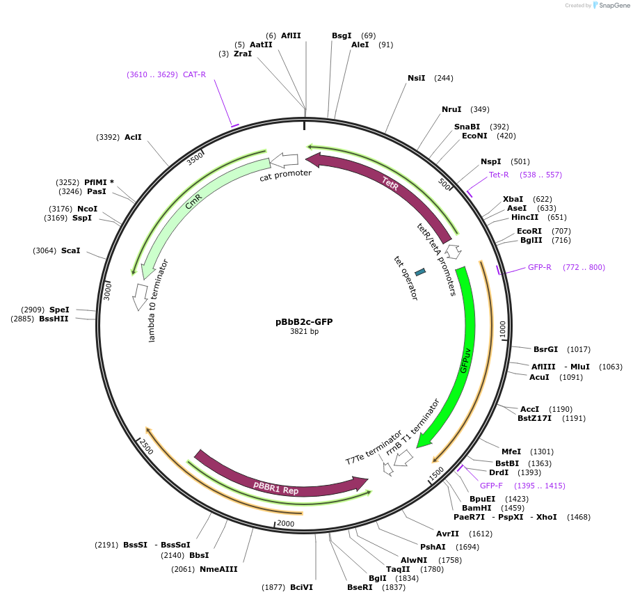 35344-plasmid-map-sequence-id-43011