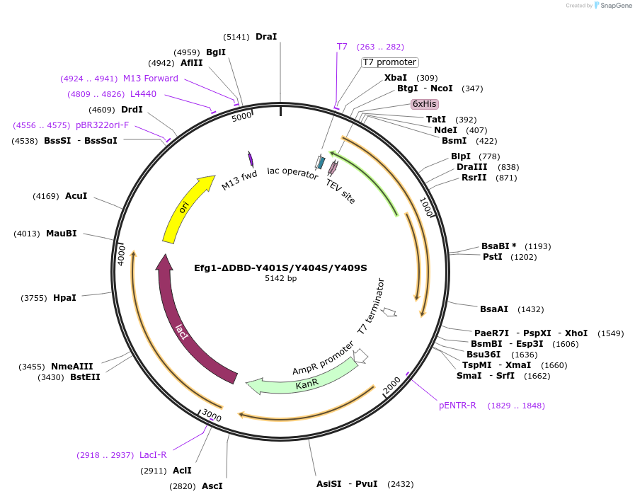 216409-plasmid-map-sequence-id-430110