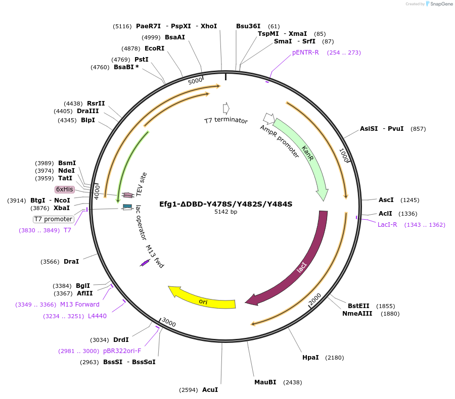 216411-plasmid-map-sequence-id-430112