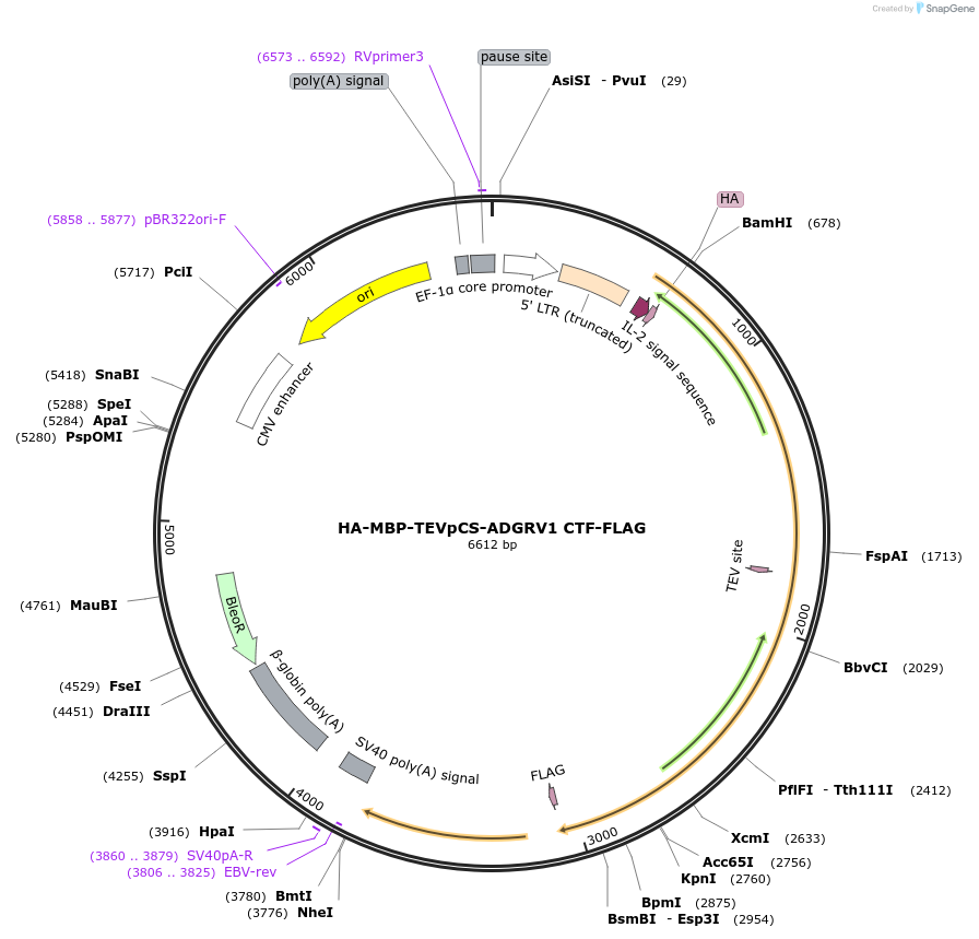 217710-plasmid-map-sequence-id-430119