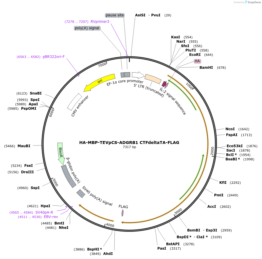 217714-plasmid-map-sequence-id-430139