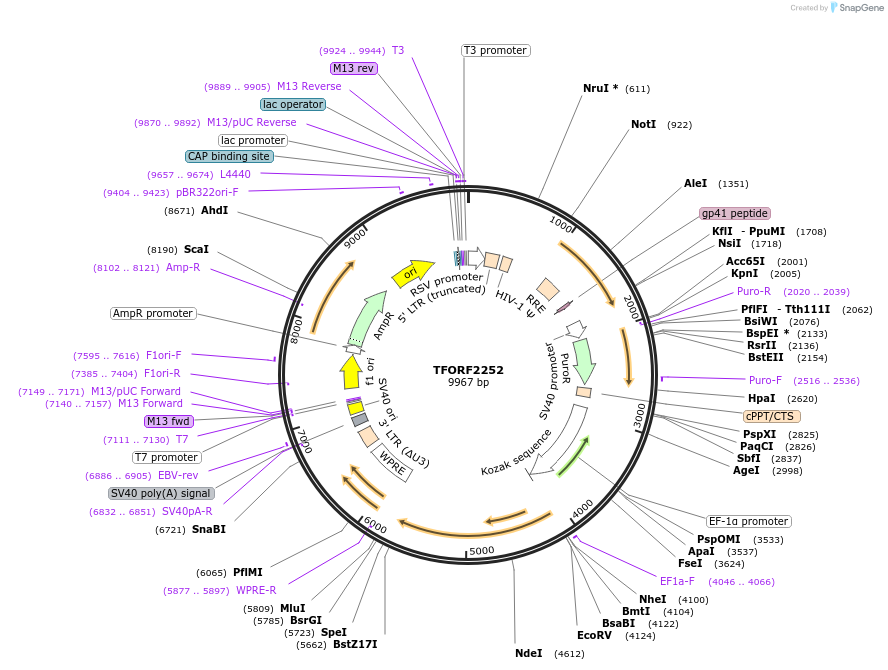 143581-plasmid-map-sequence-id-430141