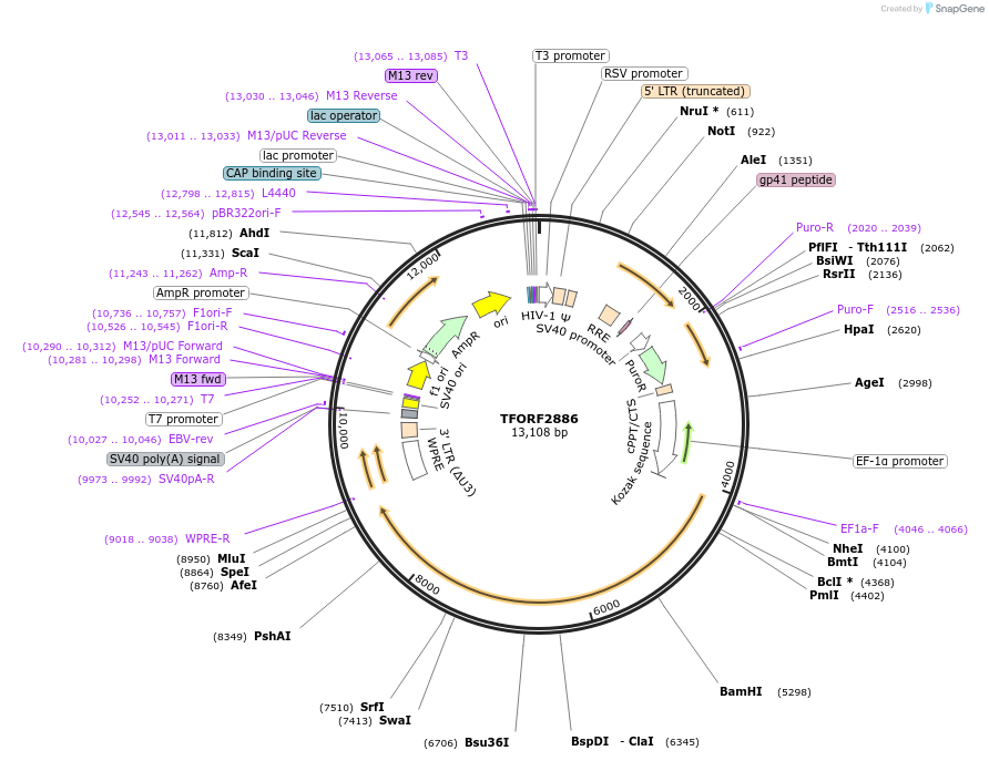 143655-plasmid-map-sequence-id-430148
