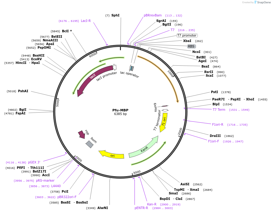 215156-plasmid-map-sequence-id-430149