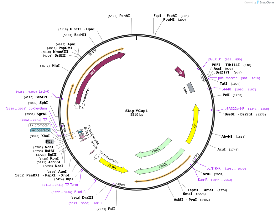 215158-plasmid-map-sequence-id-430151