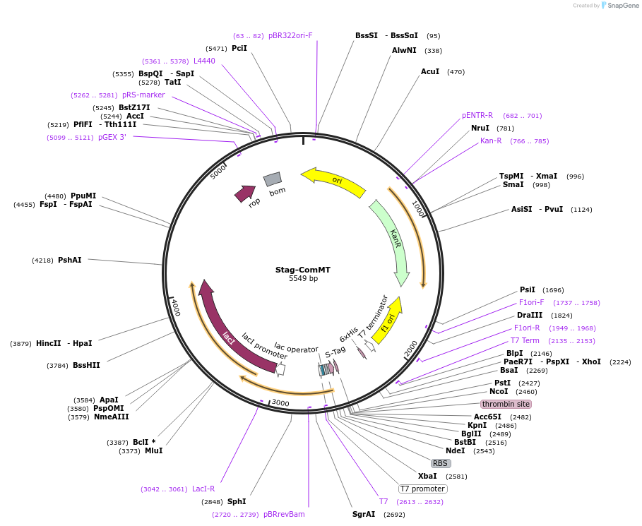 215159-plasmid-map-sequence-id-430152