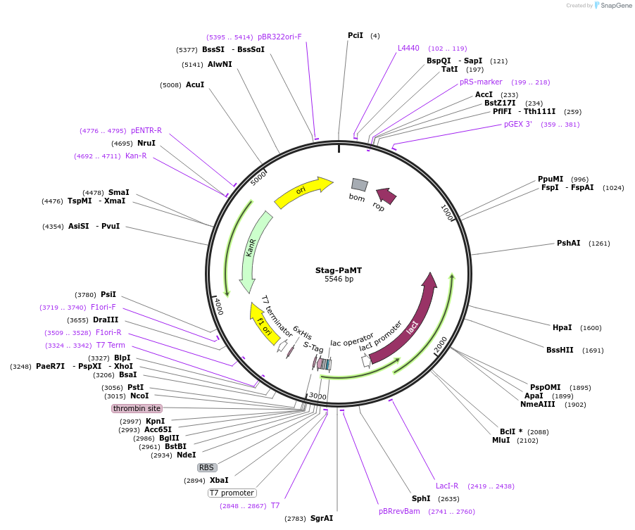 215160-plasmid-map-sequence-id-430153