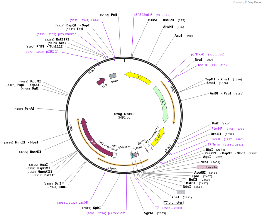 215161-plasmid-map-sequence-id-430154