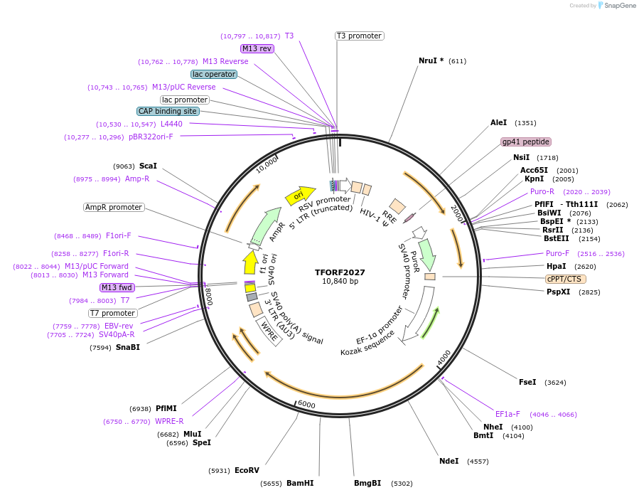 143994-plasmid-map-sequence-id-430156