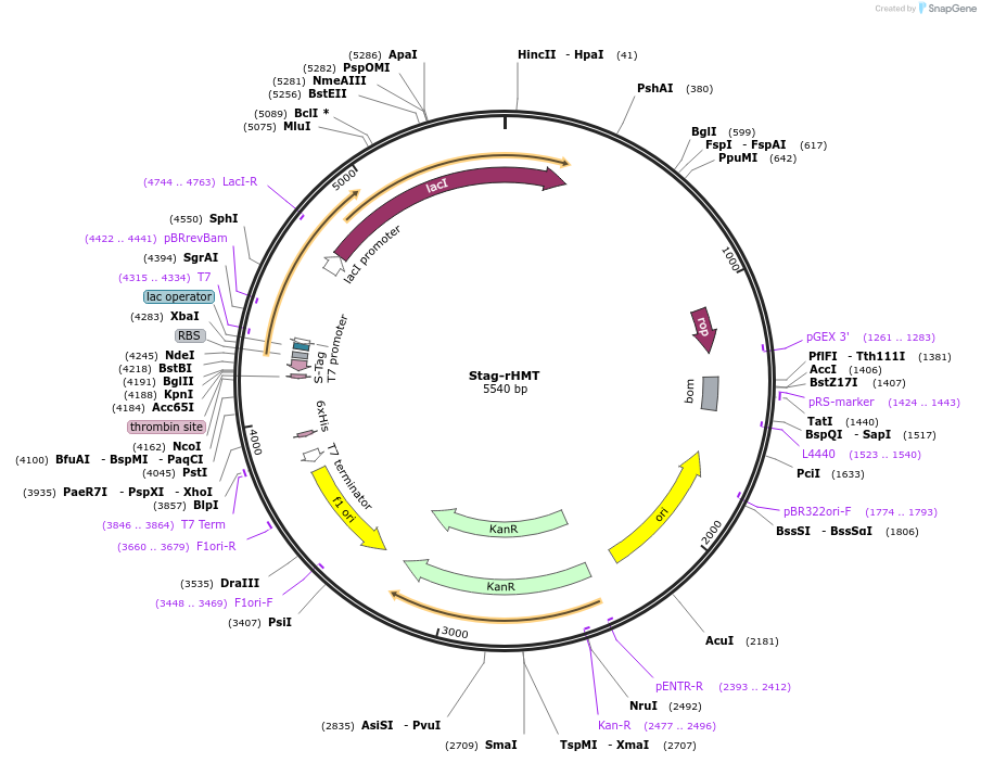215164-plasmid-map-sequence-id-430159