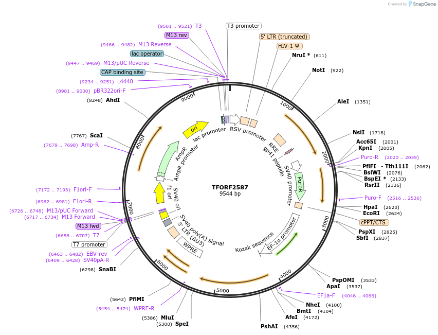 144047-plasmid-map-sequence-id-430160