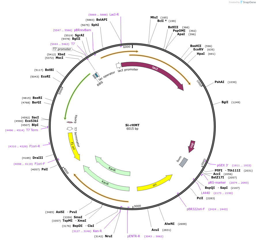 215165-plasmid-map-sequence-id-430161