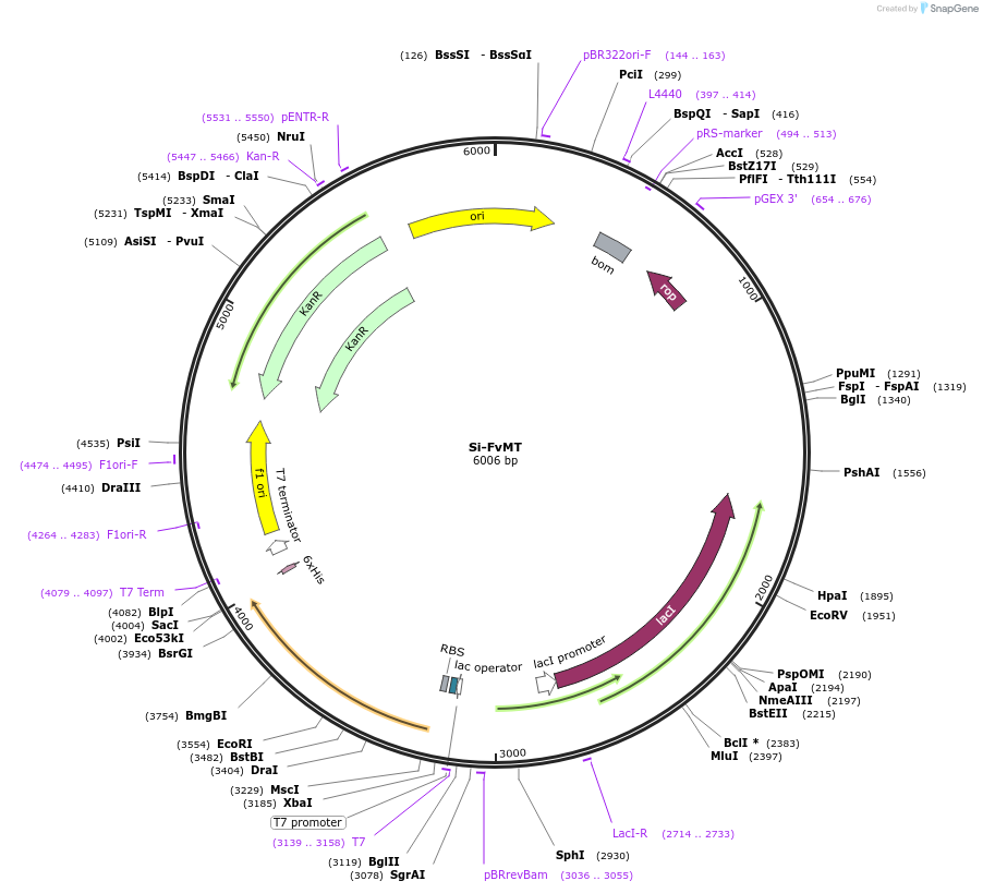 215166-plasmid-map-sequence-id-430162