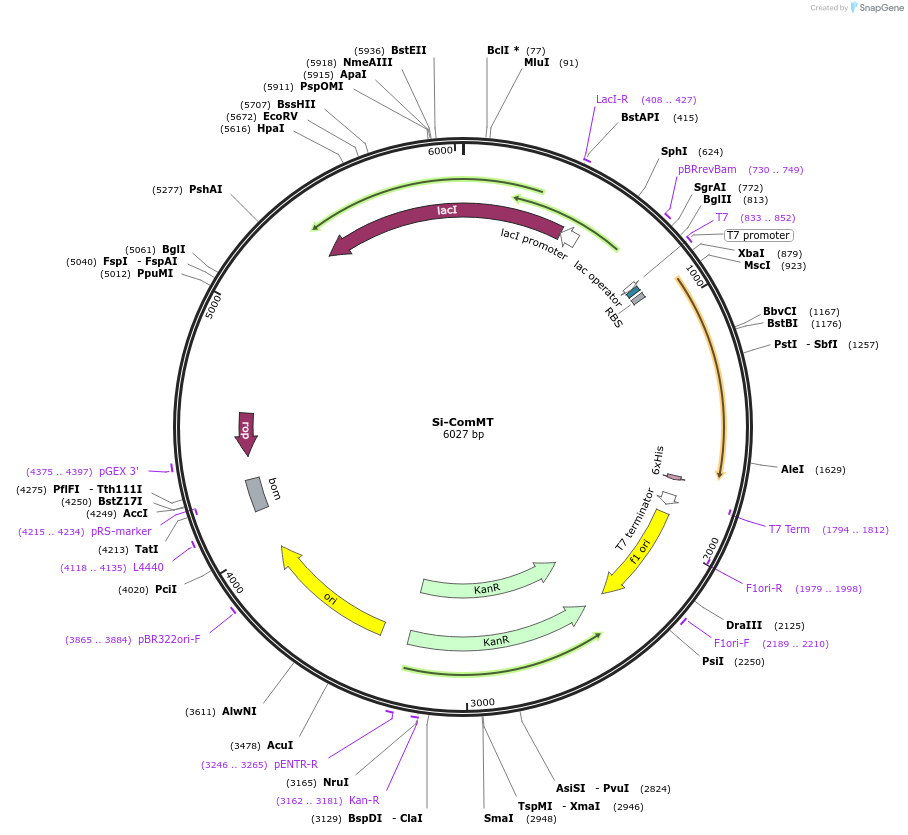 215167-plasmid-map-sequence-id-430163