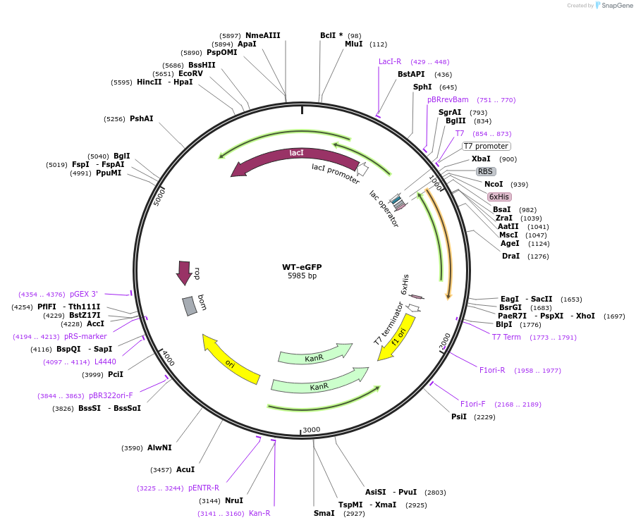 215168-plasmid-map-sequence-id-430164