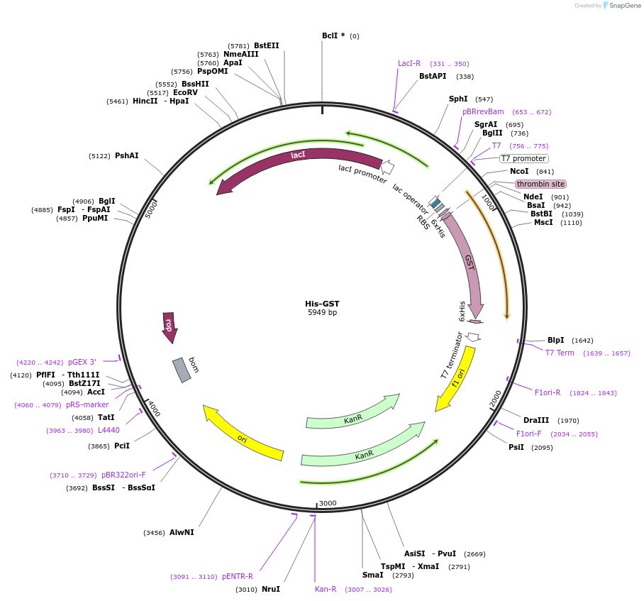 215169-plasmid-map-sequence-id-430165