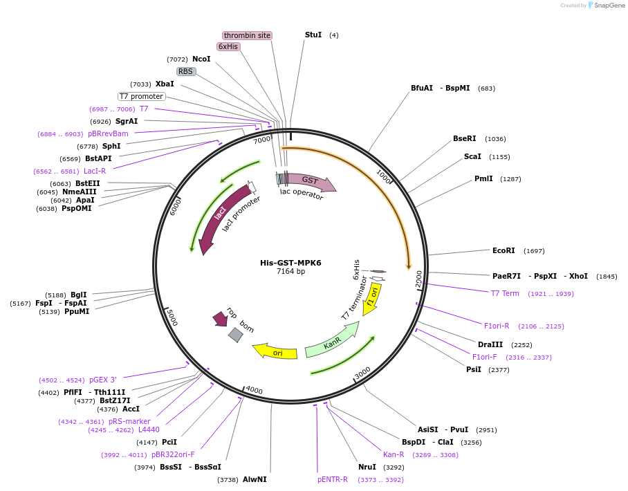 215170-plasmid-map-sequence-id-430166