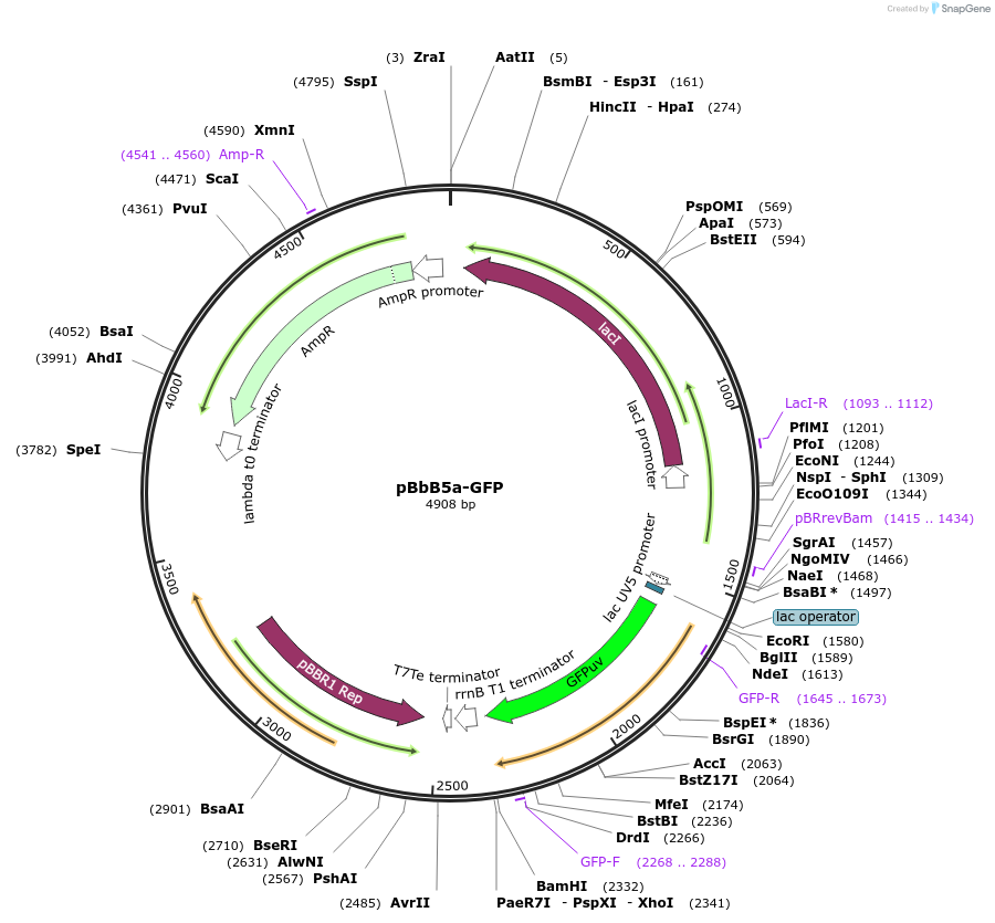 35352-plasmid-map-sequence-id-43019