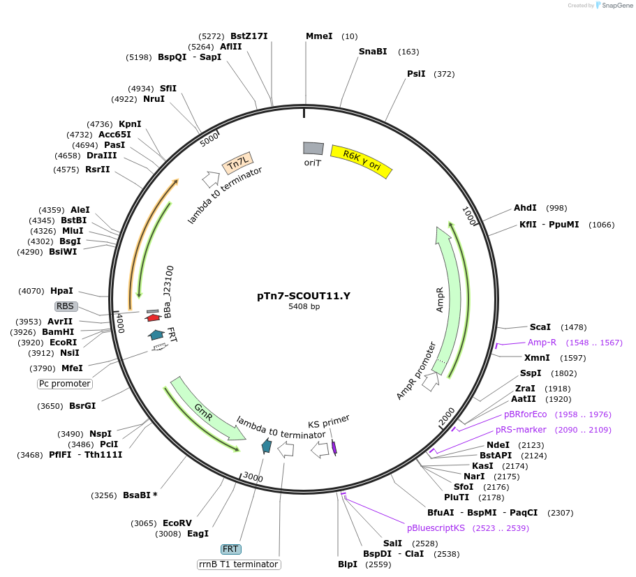 201004-plasmid-map-sequence-id-430195