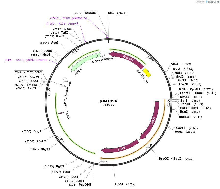 218126-plasmid-map-sequence-id-430197