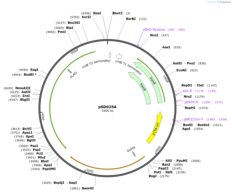 218128-plasmid-map-sequence-id-430198